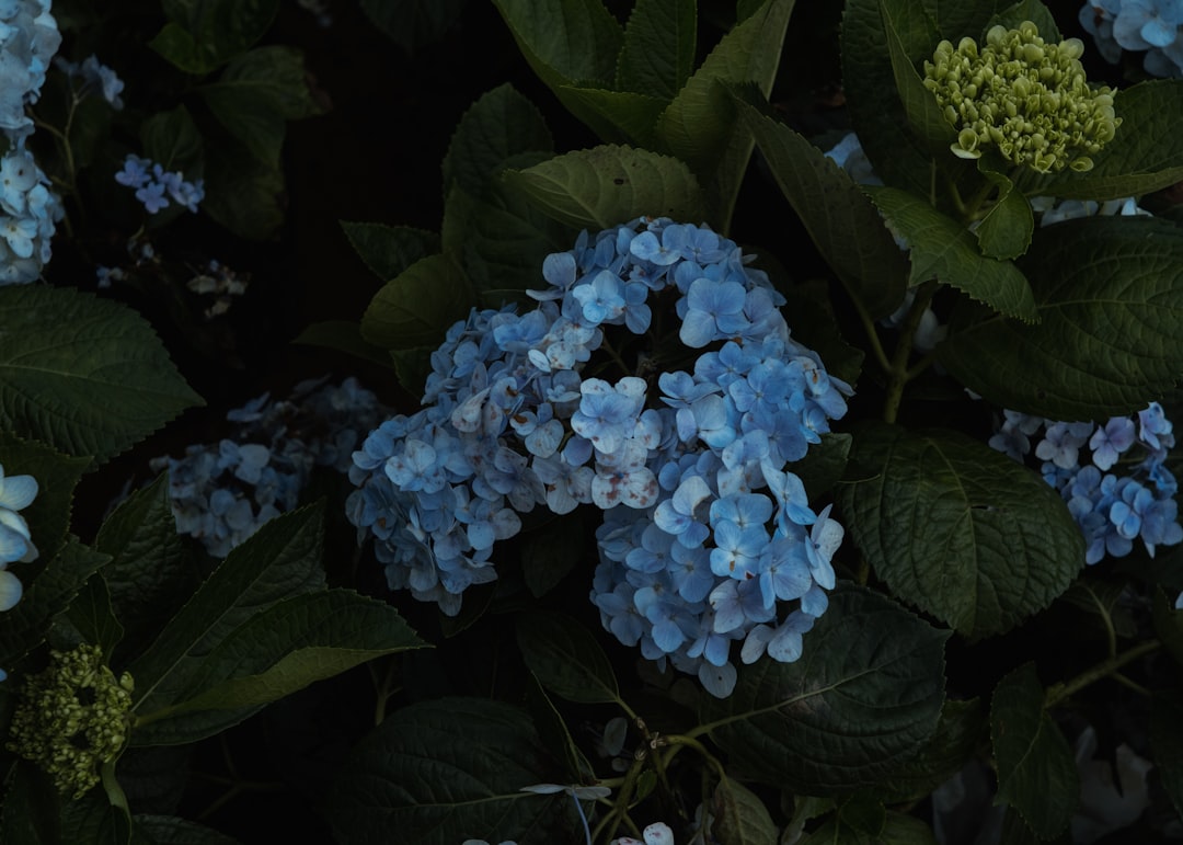 Blaukorn: Alles, was du über den bekannten Dünger wissen musst