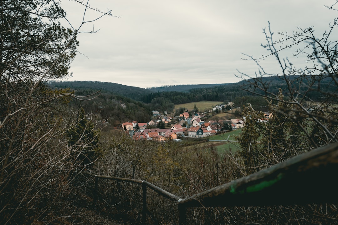 Die Vielseitigkeit von Mühlenbeckia im Alltag entdecken