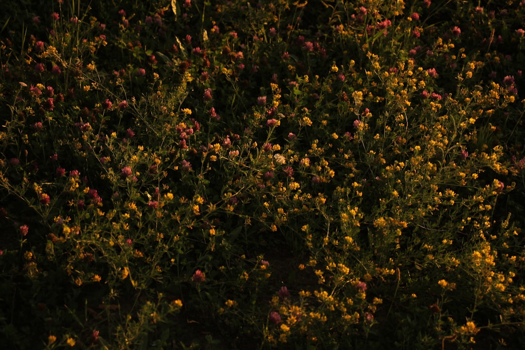 Bartblume: Eine auffällige Pflanze für den Garten