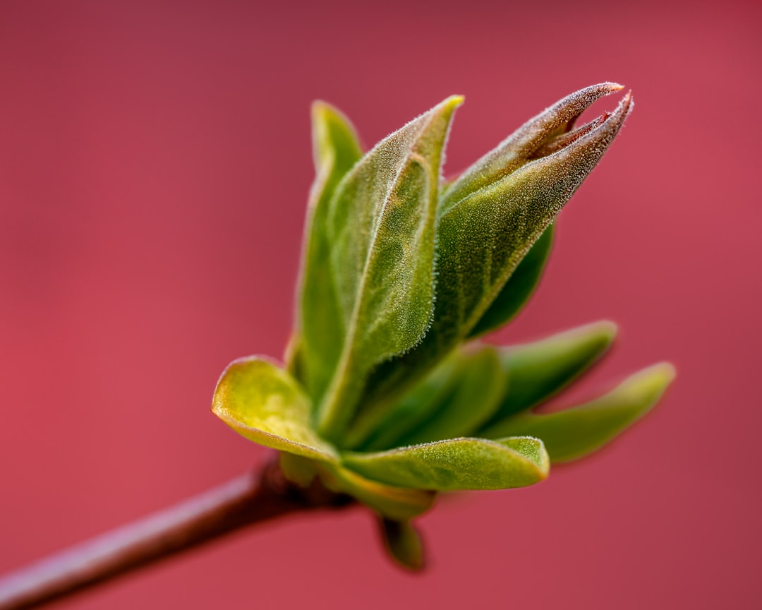 Oleander sicher überwintern: Tipps für gesunde Pflanzen im nächsten Frühjahr