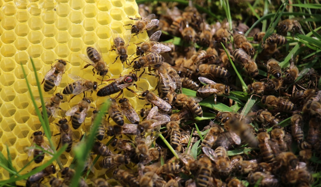 Mehr Wildbienen im Garten: So gelingt die Ansiedlung