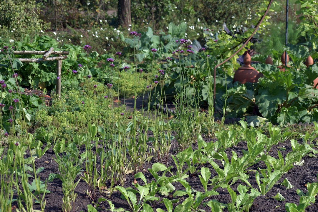 Schrebergarten bedeutung: wat betekent het en waar komt het woord vandaan?