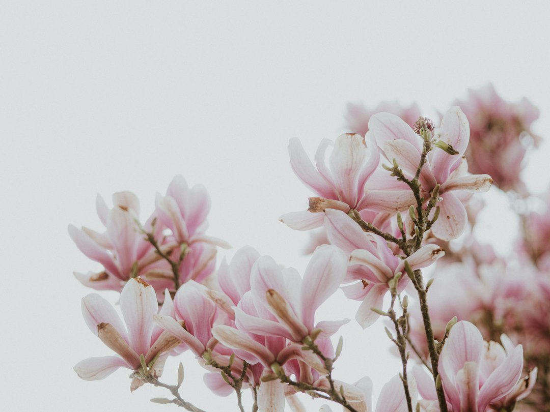 Magnolie im Kleingarten: erlaubt oder nicht?